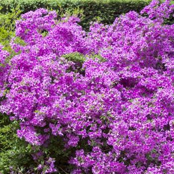 Rhododendron obtusum