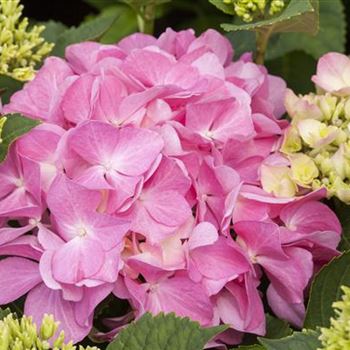 Hydrangea macrophylla 'Rosita'