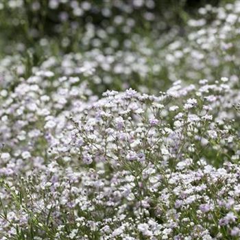 Gypsophila paniculata