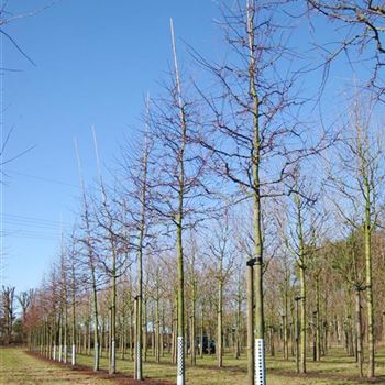 MRSE_Sol_baum_5xv_STU25-30_Kr_br150-200_R_HO1146_04_03_10_33592.jpg