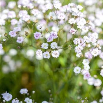 Gypsophila paniculata