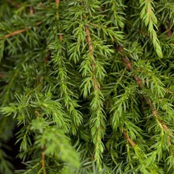 Juniperus communis 'Green Carpet'