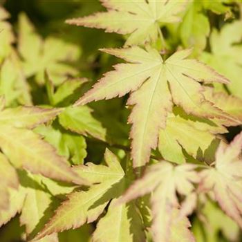 Acer palmatum 'Orange Dream'