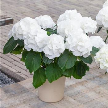 Hydrangea macrophylla 'Schneeball'(s)