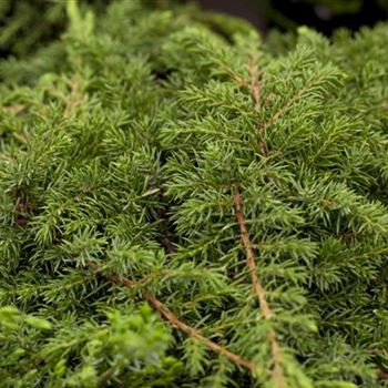 Juniperus communis 'Green Carpet'