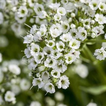 Gypsophila paniculata