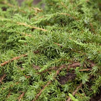 Juniperus communis 'Green Carpet'