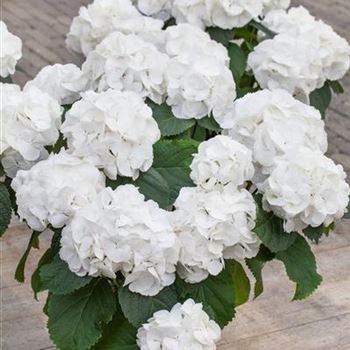 Hydrangea macrophylla 'Schneeball'(s)