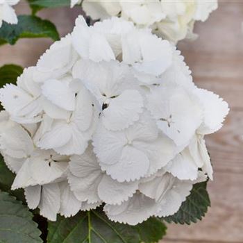 Hydrangea macrophylla 'Schneeball'(s)