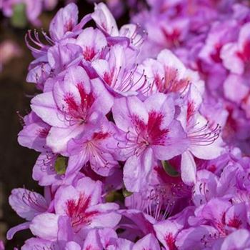 Rhododendron obtusum