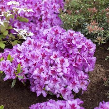 Rhododendron obtusum