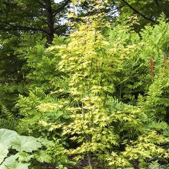 Acer palmatum 'Orange Dream'