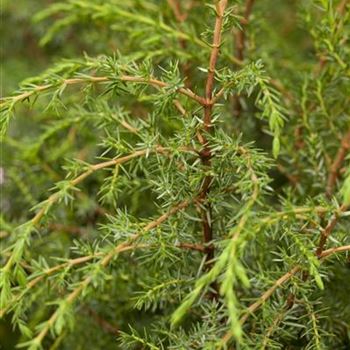 Juniperus communis 'Hibernica'