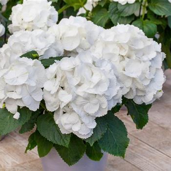 Hydrangea macrophylla 'Schneeball'(s)