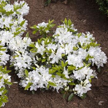 Rhododendron obtusum