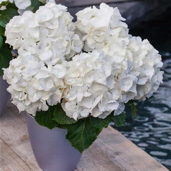 Hydrangea macrophylla 'Schneeball'(s)