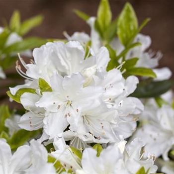 Rhododendron obtusum