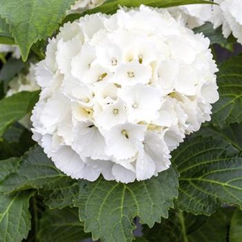 Hydrangea macrophylla 'Schneeball'(s)