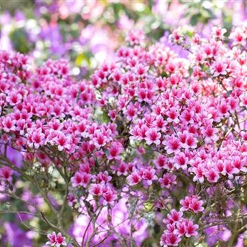 Rhododendron obtusum