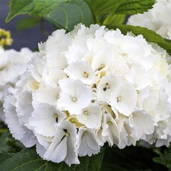 Hydrangea macrophylla 'Schneeball'(s)