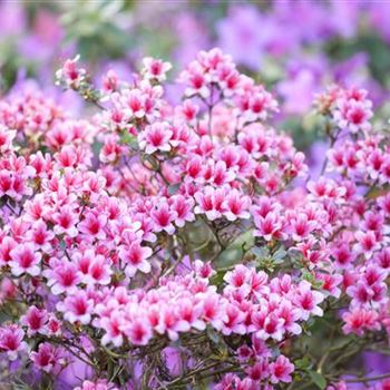 Rhododendron obtusum