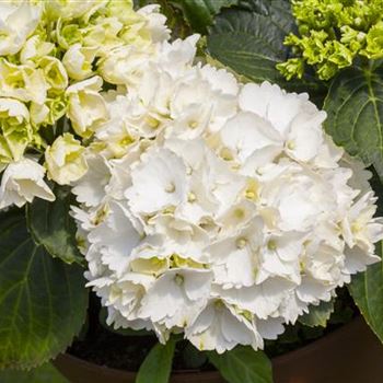 Hydrangea macrophylla 'Schneeball'(s)