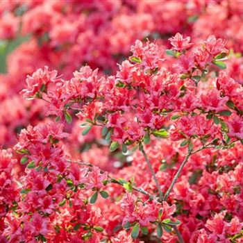 Rhododendron obtusum