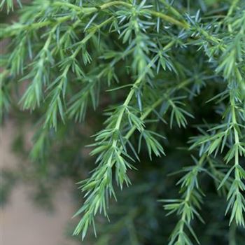 Juniperus communis 'Hibernica'