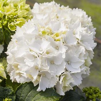 Hydrangea macrophylla 'Schneeball'(s)