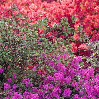 Rhododendron obtusum