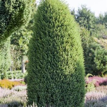 Juniperus communis 'Hibernica'