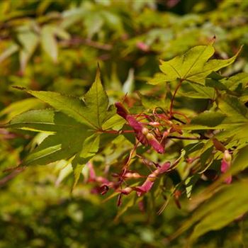 Acer palmatum 'Osakazuki'