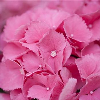 Hydrangea macrophylla 'Schöne Bautznerin'