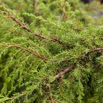 Juniperus communis 'Hornibrookii'