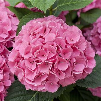 Hydrangea macrophylla 'Schöne Bautznerin'