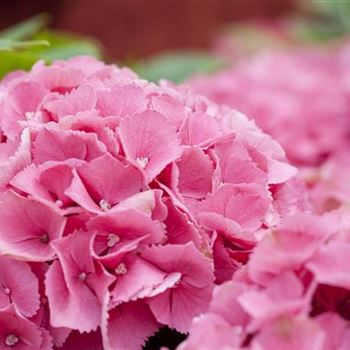 Hydrangea macrophylla 'Schöne Bautznerin'