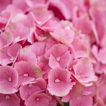 Hydrangea macrophylla 'Schöne Bautznerin'