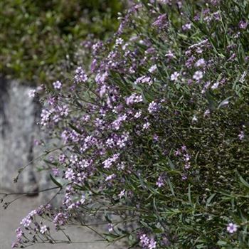 Gypsophila repens 'Rosea'