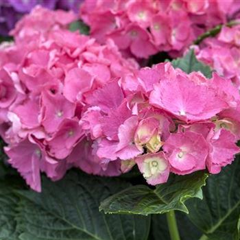 Hydrangea macrophylla 'Schöne Bautznerin'