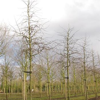 MRSE_Sol_baum_5xv_150-200x25-30a_R-1146_09_03_11_jh_36390.jpg