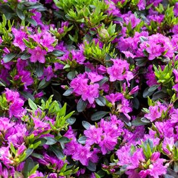 Rhododendron obtusum 'Königstein'