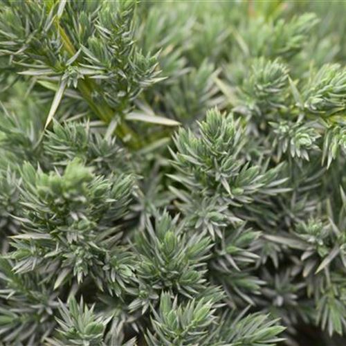 Juniperus communis 'Meyer'