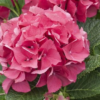 Hydrangea macrophylla 'Schöne Bautznerin'