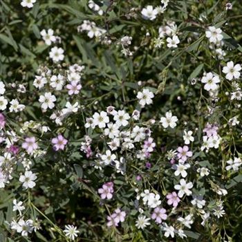 Gypsophila repens 'Rosea'