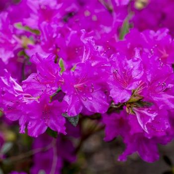 Rhododendron obtusum 'Königstein'