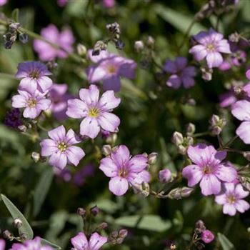 Gypsophila repens 'Rosea'