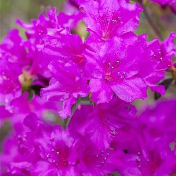 Rhododendron obtusum 'Königstein'