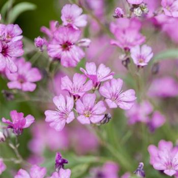 Gypsophila repens 'Rosea'