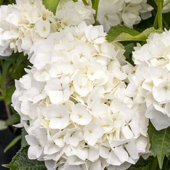 Hydrangea macrophylla 'Soeur Thérèse'