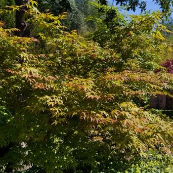 Acer palmatum 'Osakazuki'